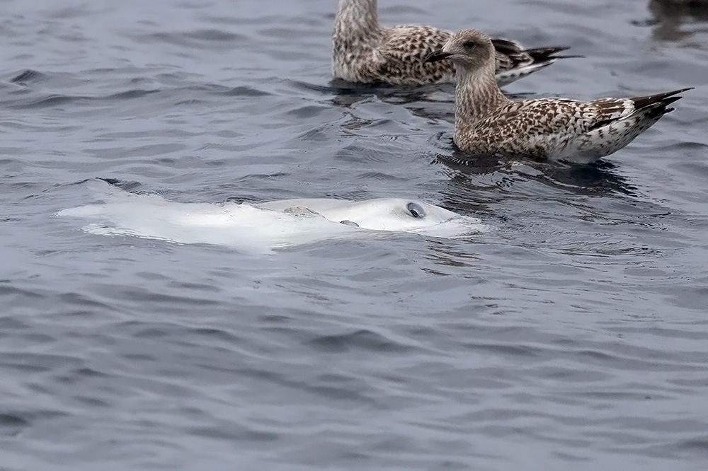 Ocean sunfish